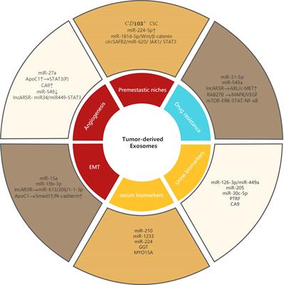 Role of tumor-derived exosomes in metastasis, drug resistance and diagnosis of clear cell renal cell carcinoma